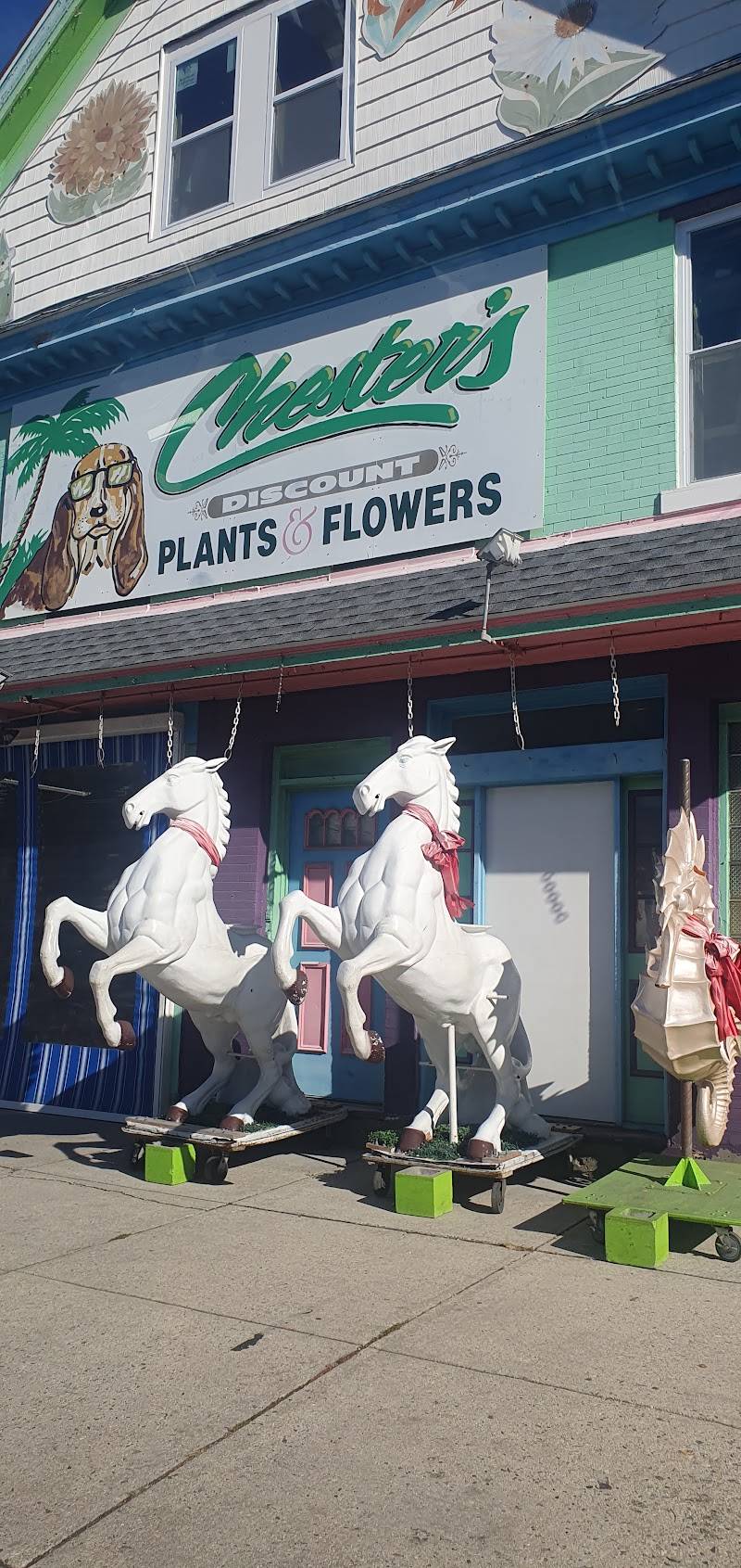 Chester's Plants & Flowers